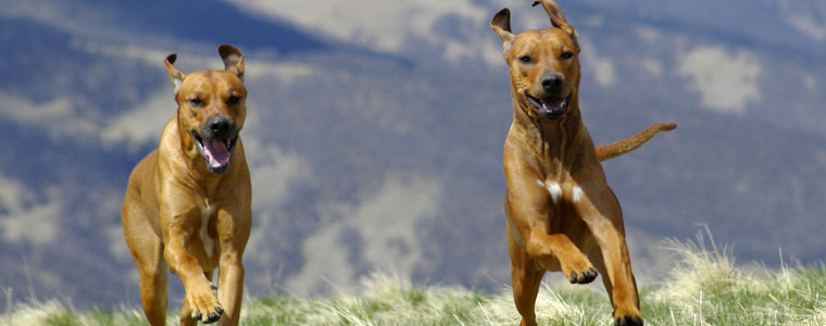 Gesundheitskurse Gesundheitskurse für Hundehalter
