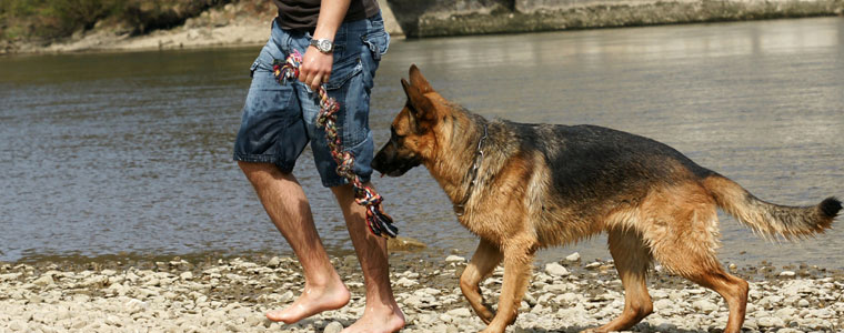 Hundehalterkurse Kurse für Hundehalter
